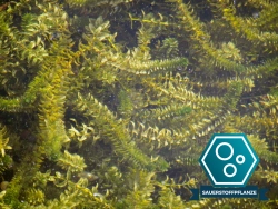 Elodea canadensis - Wasserpest